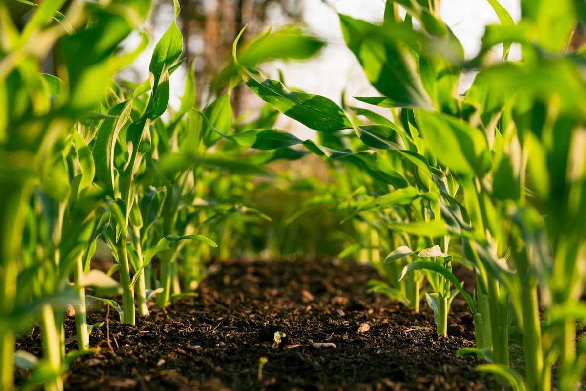 Young crops emerging from rich soil